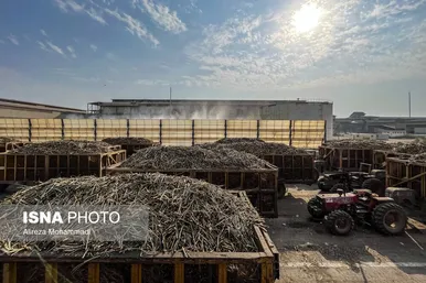 آغاز برداشت محصول نیشکر در خوزستان