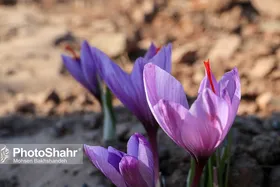 قیمت زعفران در مشهد چند؟ (۸ آذر ۱۴۰۲)