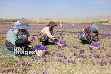 ایران زیباست | برداشت زعفران از مزارع «فاروج»