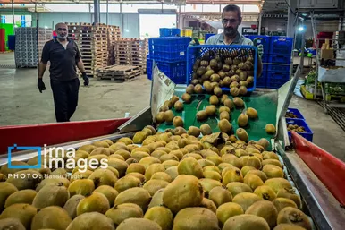 ایران زیباست | برداشت کیوی در غرب گیلان