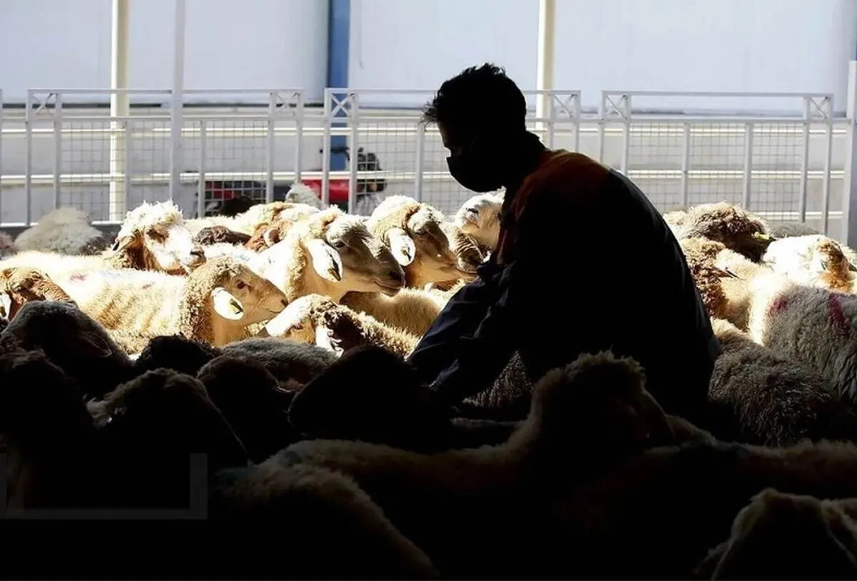 اینفوگرافی | رشد بیش از ۱۴ برابری قیمت دام زنده در ایام عید قربان در ۶ سال اخیر