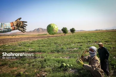 برداشت هندوانه در روستای گلسرا