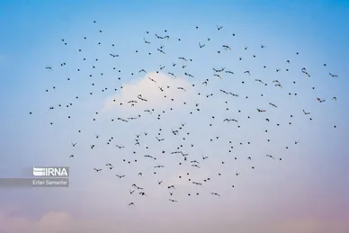 روز جهانی پرندگان مهاجر
