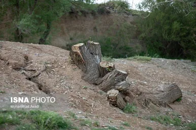 گزارش تصویری | قطع گسترده درختان روستای «اسکان» - شازند
