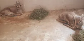 یک راس بچه آهو از منزل مسکونی در مشهد کشف شد (۱۴ تیر ۱۴۰۲)
