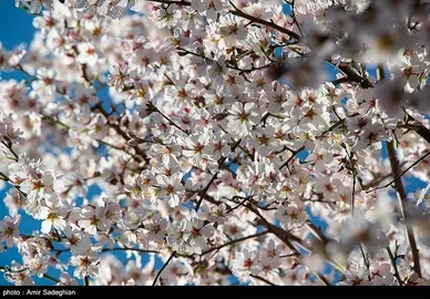 ایران زیباست | اندک اندک می‌رسد اینک بهار