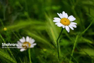 طبیعت زیبای ترکمن صحرا