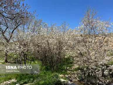 ایران زیباست | طبیعت بهاری شازند