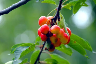 برداشت گیلاس در کشمیر