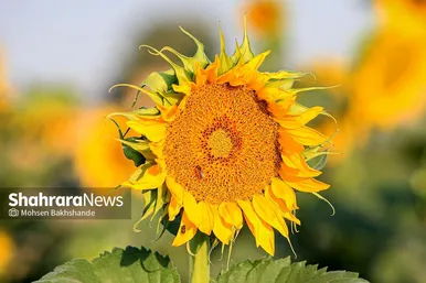 مزرعه آفتابگردان در حوالی برج رادکان