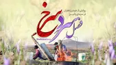 ویدئو | فصل سردِ سرخ، روایتی از برداشت زعفران توسط کشاورزان خراسانی