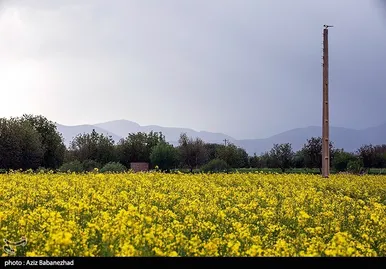 ایران زیباست | کشت کلزا در شهرستان سلسله - لرستان