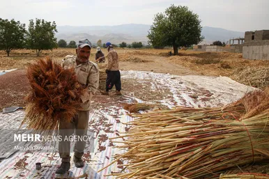 گزارش تصویری | جاروبافی در روستای ملاحسن