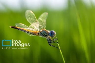عکس‌هایی از دنیای شگفت انگیز حشرات