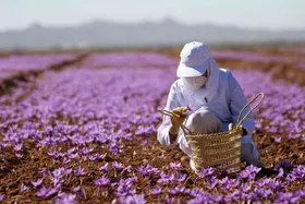 پیامد&zwnj;های کاهش ۵۰ درصدی قدرت خرید در پی افزایش قیمت زعفران و پسته