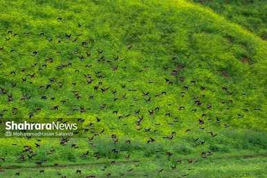 طبیعت زیبای ترکمن صحرا