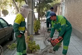 شهروند خبرنگار | درخواست قطع درختان خشک شده چنار در بولوار فرهنگ مشهد + پاسخ