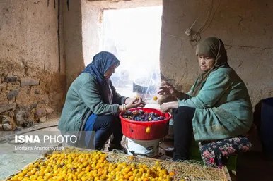 ایران زیباست | «خرو» بزرگ‌ترین تولیدکننده آلو در کشور