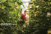 صادرات پژمرده گل رز | دخالت دلال‌ها در بازار، صادرات گل رز از مشهد به ترکمنستان را ۴ میلیون شاخه کاهش داد