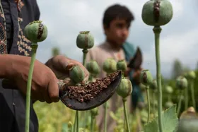 یوناما خواستار سرمایه&zwnj;گذاری بیشتر برای معیشت جایگزین کشاورزان افغانستان شد