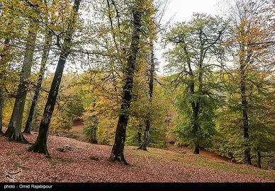 ایران زیباست؛ طبیعت پاییزی - گیلان