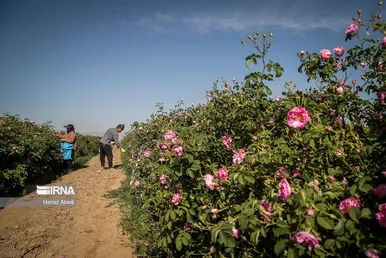 ایران زیباست | برداشت گل محمدی