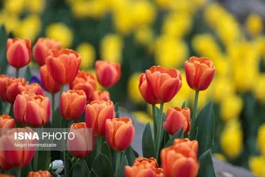 لاله‌های بوستان باغ ایرانی