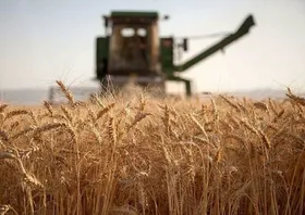 سطح زیر کشت قرارداد گندم آبی خراسان رضوی از ۶۰ هزار هکتار گذشت&nbsp;