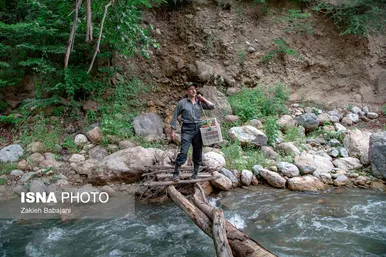 ایران زیباست | برداشت گیلاس در روستای بندبن