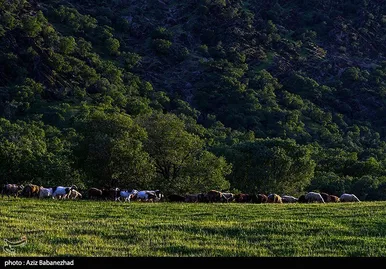 ایران زیباست | طبیعت بهاری منطقه دره اناران سپیدشت خرم آباد