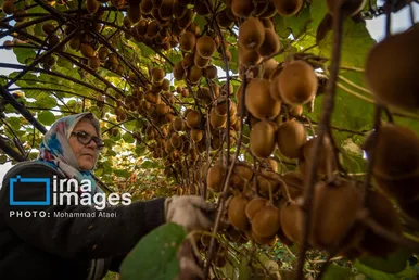 گزارش تصویری | برداشت کیوی