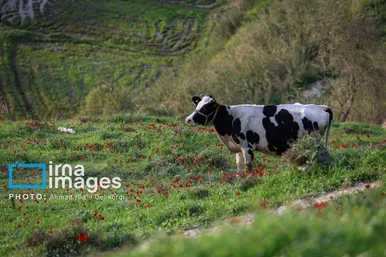 ایران زیباست | دشت «سوسن» خوزستان