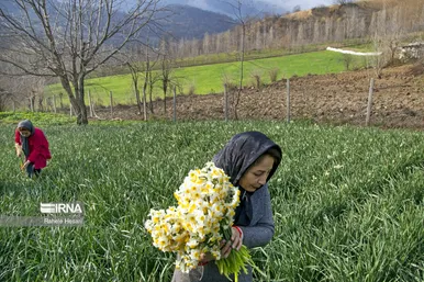ایران زیباست | برداشت نرگس در گلستان