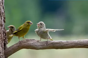 بهترین عکس&zwnj;های کمدی حیات وحش در سال ۲۰۲۳