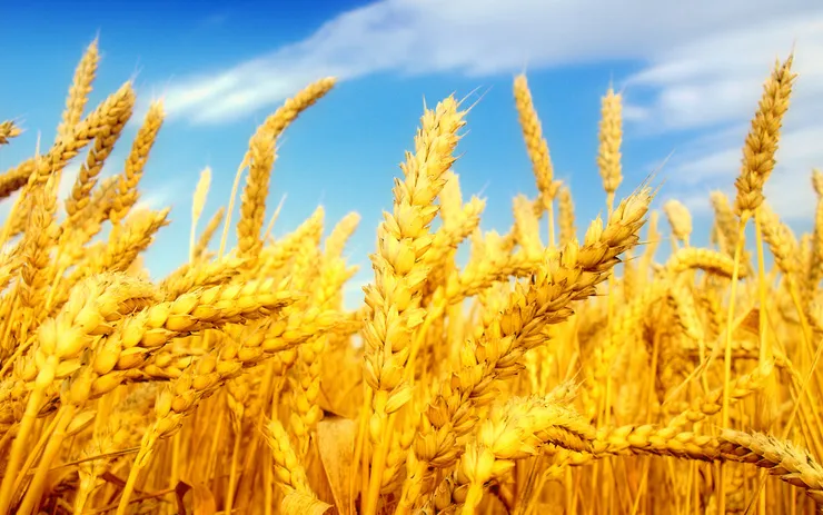 خرید تضمینی گندم به قدر خودکفایی