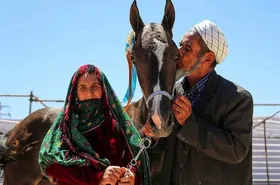 برگزاری جشنواره ملی زیبایی اسب اصیل ترکمن در بجنورد