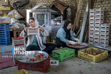 گزارش تصویری | بهارِ سرخ شفیع‌آباد