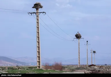 ایران زیباست | همزیستی لک لک‌ها در روستای کپر جودکی بروجرد با مردم روستا