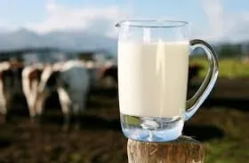 افزایش قیمت شیرخام برای حفظ تولید بود
