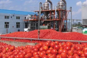 نجات بیش از  ۳۰ کارخانه تولید رب خراسان رضوی از  قطع برق