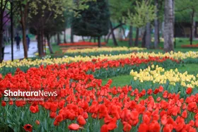 جشنواره گل&zwnj;های لاله مشهد میزبان شکوه بهاری طبیعت + فیلم
