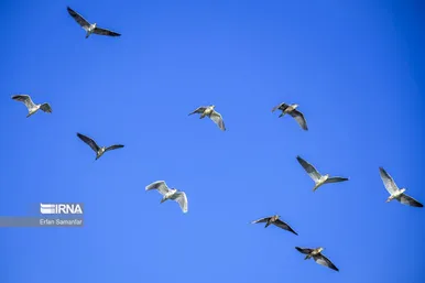 روز جهانی پرندگان مهاجر