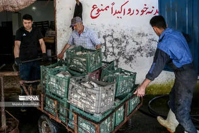 عکس‌هایی از مراحل دودی کردن ماهی