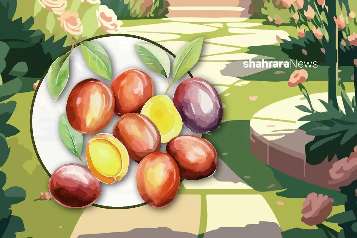 دانستنی‌هایی برای کودکان | عناب؛ میوه‌ی شگفت‌انگیز