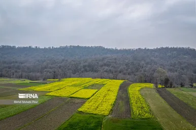 عکس‌هایی از مزارع کلزا