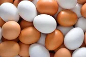 قیمت امروز مرغ، تخم مرغ و گوشت در مشهد (۲۷ خرداد ۱۴۰۵) | شانه تخم مرغ به کمتر از ۳۰۰ هزار تومان کاهش یافت
