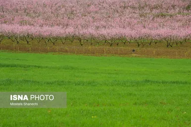 ایران زیباست | طبیعت بهاری روستاهای اطراف ساری