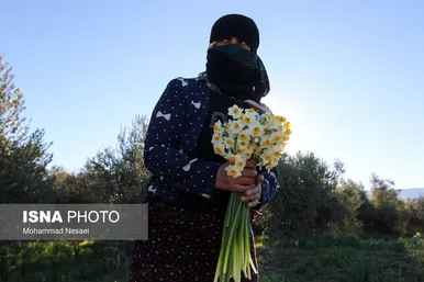 ایران زیباست | مزرعه گل نرگس - گلستان