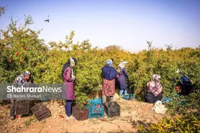 گزارش تصویری | فصل برداشت انار از باغ&zwnj;های شهرستان کاشمر