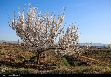 ایران زیباست | طبیعت بهاری ابهر